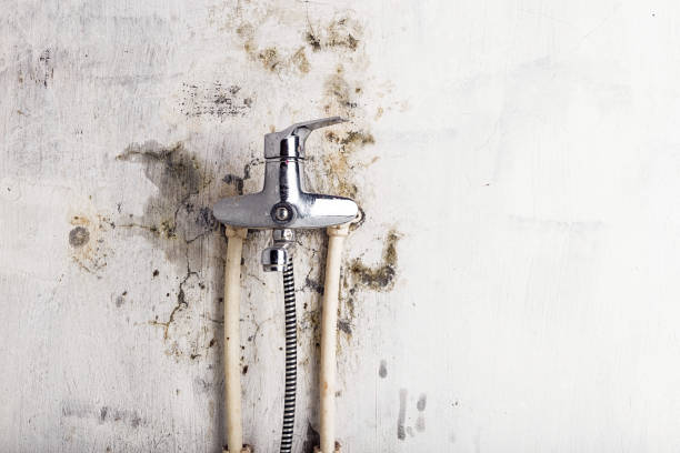 Best Home Mold Removal  in Palo Cedro, CA