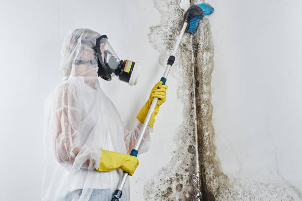 Best Local Mold Removal Service  in Palo Cedro, CA
