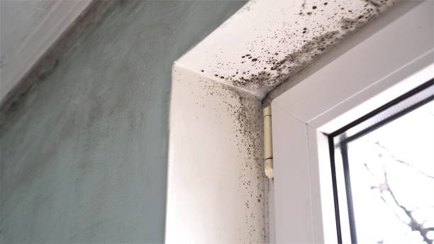 Best Residential Mold Removal  in Palo Cedro, CA