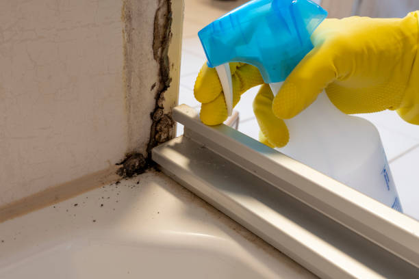 Best Mold Testing  in Palo Cedro, CA