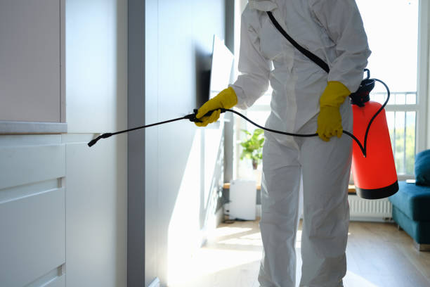Best Best Mold Removal Companies  in Palo Cedro, CA