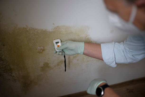 Best Professional Mold Removal  in Palo Cedro, CA