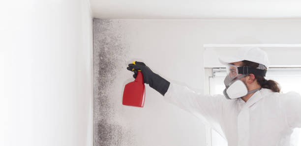 Reliable Palo Cedro, CA Mold Removal Solutions
