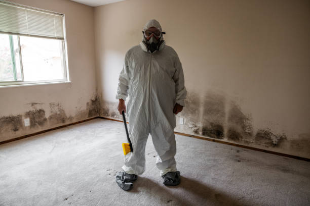 Reliable Palo Cedro, CA Mold Removal Solutions