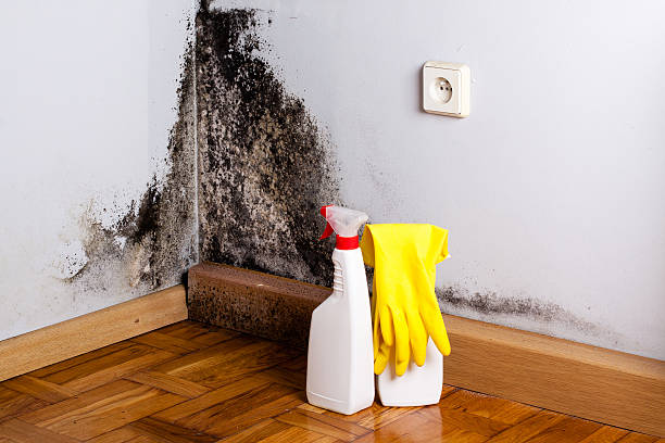 Best Black Mold Removal  in Palo Cedro, CA