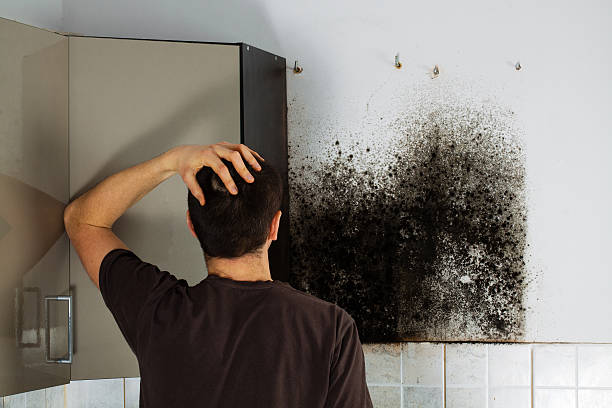 Best Mold Damage Repair  in Palo Cedro, CA