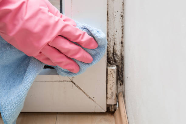 Best Mold Remediation  in Palo Cedro, CA