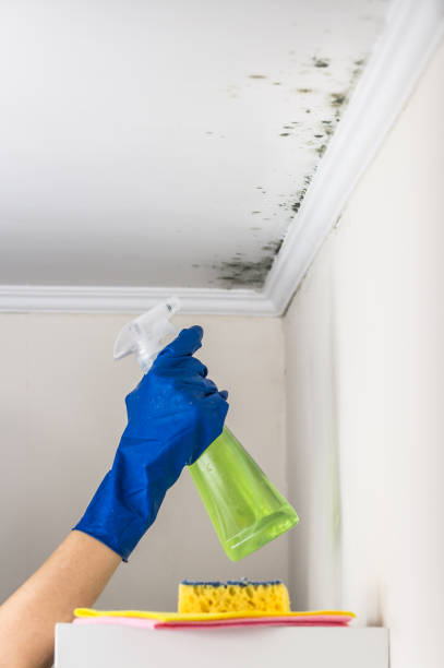 Best Fast Mold Removal  in Palo Cedro, CA